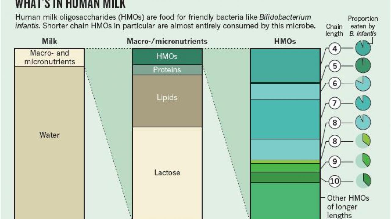 Milk Bioactives 