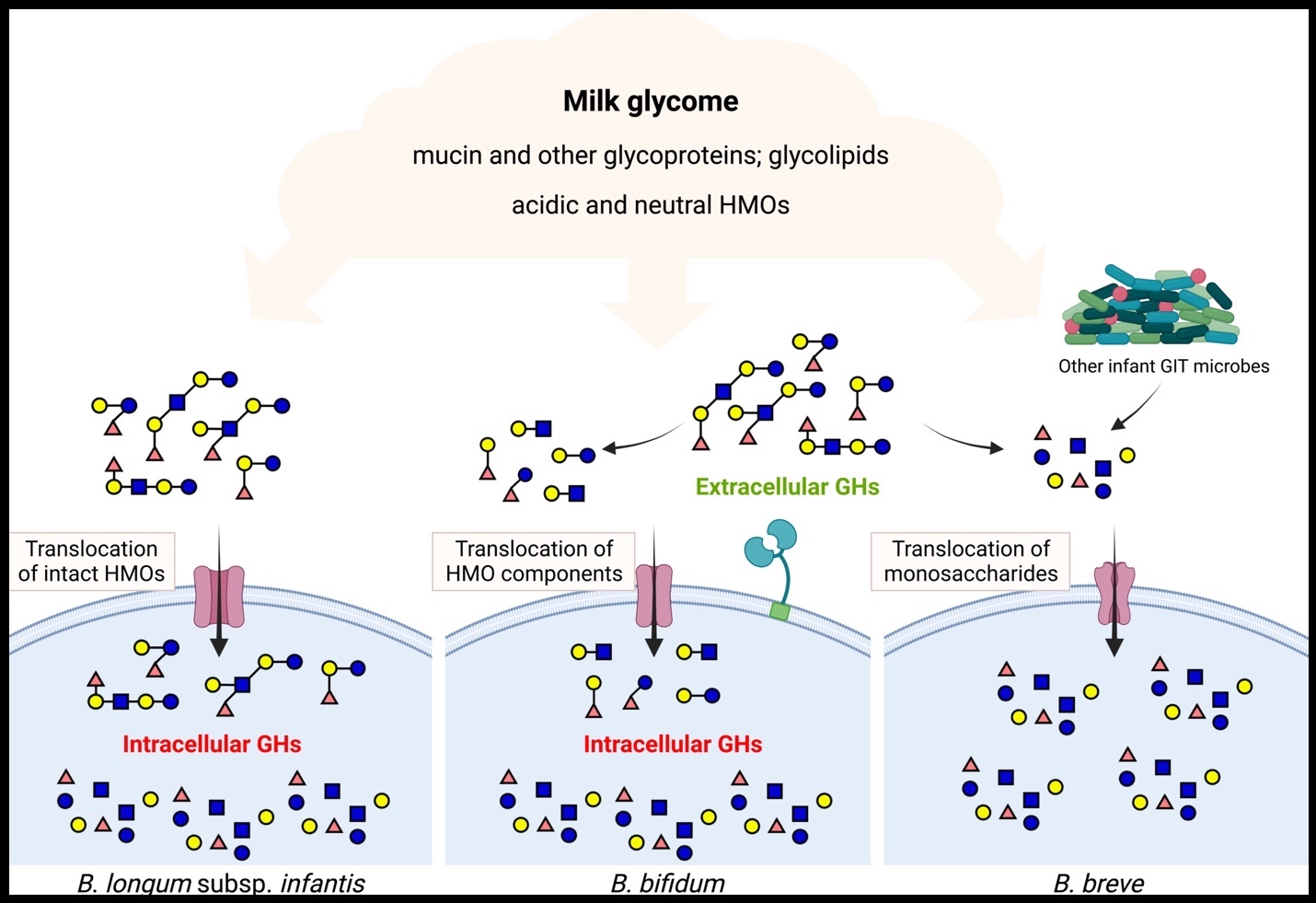 HMO consumption by bifidobacteria